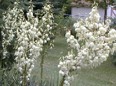 Yucca filamentosa