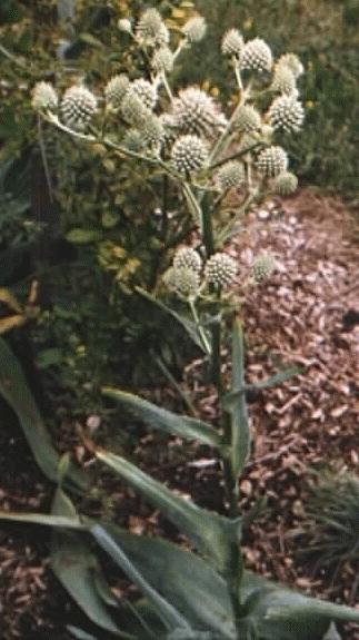 Eryngium yuccafolium