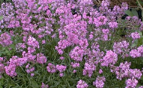 Lychnis yunnanensis